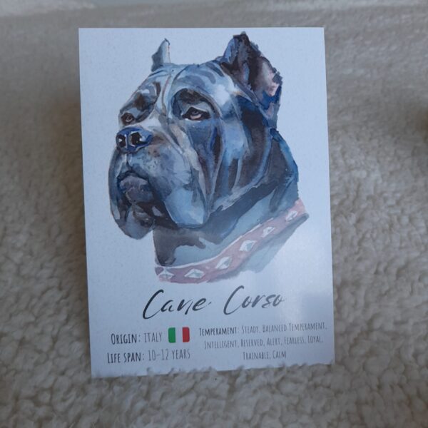 Postal Cão "Cane Corso"